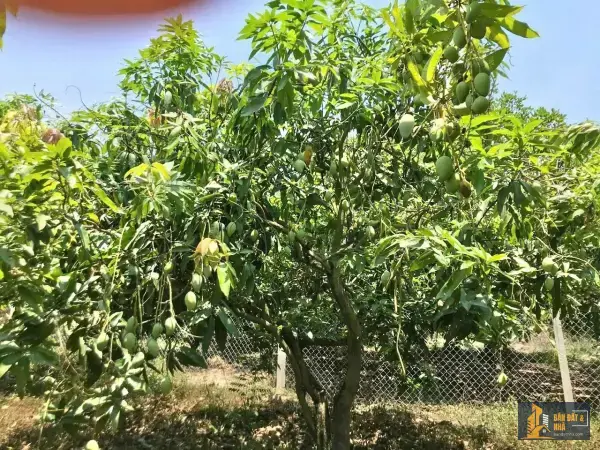 Bán đất ngay mặt Hồ Trị An