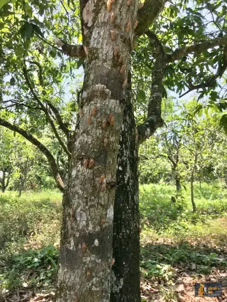 Bán đất ngay mặt Hồ Trị An