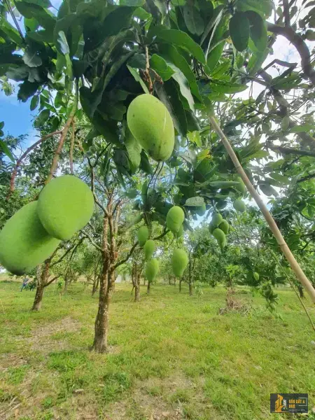 Bán đất ngay mặt Hồ Trị An