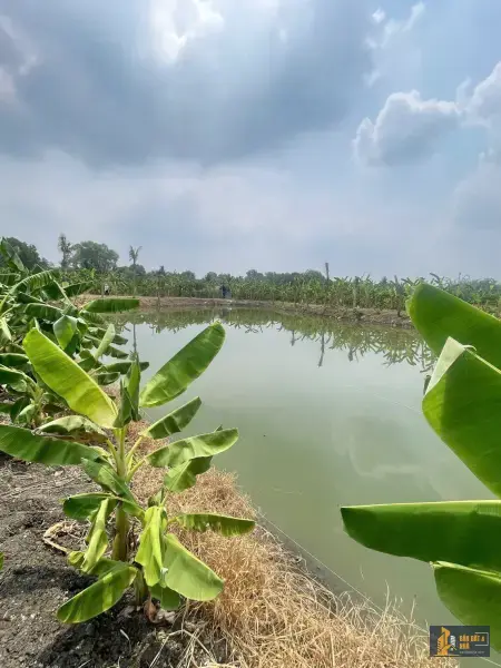 Bán đất nhà vườn nghỉ dưỡng Sông Trầu